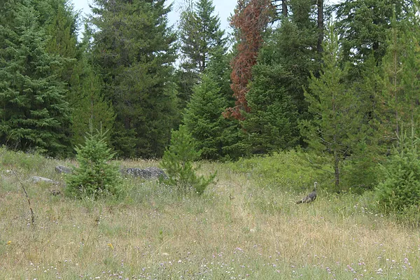 Property Photo MLS #: 202521244