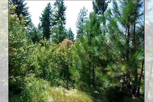Property Photo MLS #: 202518841